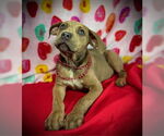 Small #3 Black Mouth Cur-Catahoula Leopard Dog Mix