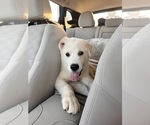 Small #4 German Shepherd Dog-Great Pyrenees Mix