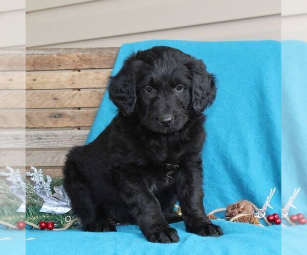 View Ad: Australian Shepherd-Goldendoodle Mix Puppy for Sale near