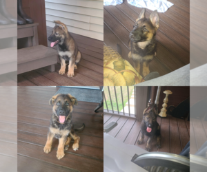 German Shepherd Dog Puppy for sale in CULPEPER, VA, USA