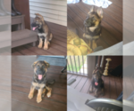 Image preview for Ad Listing. Nickname: Litter of 4