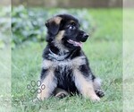 Small #2 German Shepherd Dog