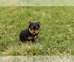 Small Photo #2 Yorkshire Terrier Puppy For Sale in SHIPSHEWANA, IN, USA
