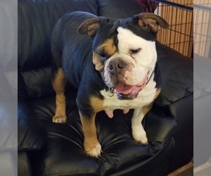 Mother of the Olde English Bulldogge puppies born on 01/10/2019