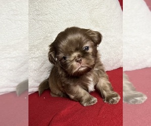 Shih Tzu Puppy for sale in YREKA, CA, USA