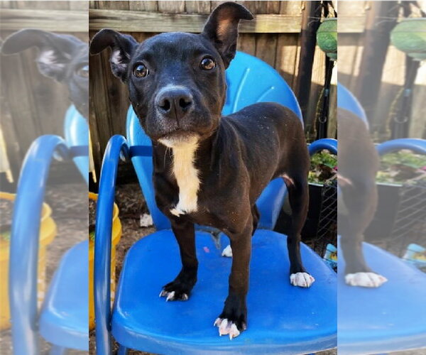 Medium Photo #4 Mutt Puppy For Sale in Germanton, TN, USA