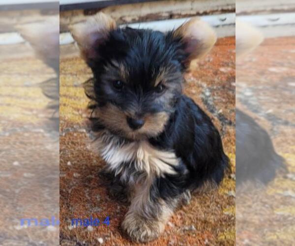 Medium Photo #10 Yorkshire Terrier Puppy For Sale in CONKLIN, NY, USA