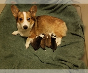 Mother of the Pembroke Welsh Corgi puppies born on 06/27/2022
