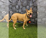Small #2 Black Mouth Cur-Carolina Dog Mix