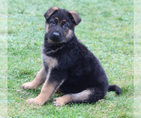 Medium Photo #3 German Shepherd Dog Puppy For Sale in FREDERICKSBURG, OH, USA