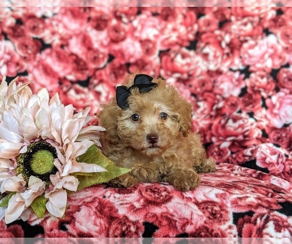 Full screen Photo #6 Poodle (Toy) Puppy For Sale in CHRISTIANA, PA, USA