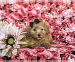 Small Photo #6 Poodle (Toy) Puppy For Sale in CHRISTIANA, PA, USA