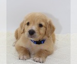 Small Photo #3 Goldendoodle Puppy For Sale in ROYSE CITY, TX, USA