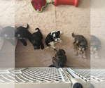 Small Photo #4 Yorkshire Terrier Puppy For Sale in VICTORVILLE, CA, USA