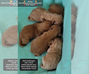 Poodle (Toy)-Zuchon Mix Puppy for sale in TUCSON, AZ, USA