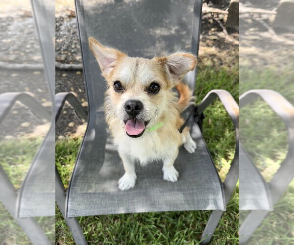 Medium Photo #1 Mutt Puppy For Sale in San Leon, TX, USA