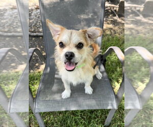 Mutt Dogs for adoption in San Leon, TX, USA