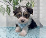 Small Photo #36 Shorkie Tzu Puppy For Sale in SELLERSBURG, IN, USA
