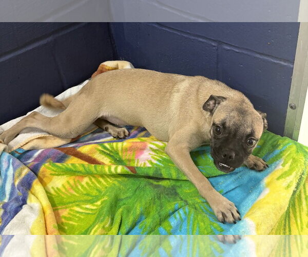 Medium Photo #1 Chug Puppy For Sale in Sterling, MA, USA