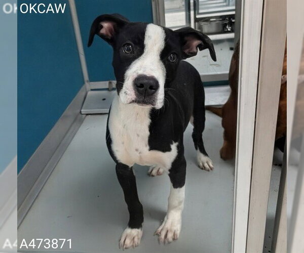 Medium Photo #1 American Pit Bull Terrier-Unknown Mix Puppy For Sale in Oklahoma City, OK, USA