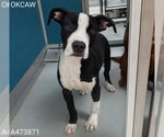 Small American Pit Bull Terrier Mix