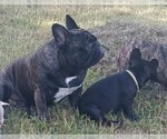 Small Photo #9 French Bulldog Puppy For Sale in TERRELL, TX, USA