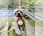 Small #29 American Pit Bull Terrier-Mountain Cur Mix