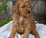 Small Photo #29 Cavapoo Puppy For Sale in GOSHEN, IN, USA