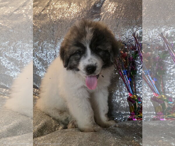 Medium Photo #3 Great Pyrenees Puppy For Sale in Spring, TX, USA