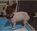 Small #1 Chihuahua