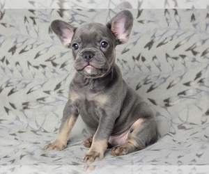 French Bulldog Puppy for sale in NEW YORK, NY, USA