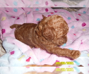 Poodle (Toy) Puppy for sale in DULUTH, GA, USA