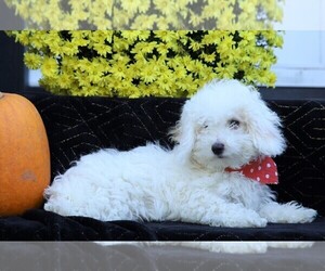 Poodle (Toy) Puppy for sale in FREDERICKSBG, OH, USA