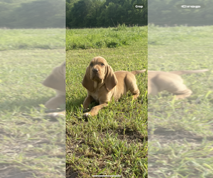 Bloodhound Puppy for sale in FORT GIBSON, OK, USA