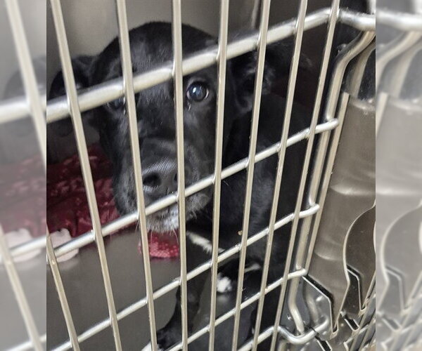 Medium Photo #1 Mutt Puppy For Sale in Decatur, IL, USA