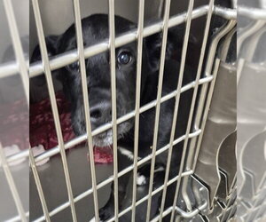 Mutt Dogs for adoption in Decatur, IL, USA