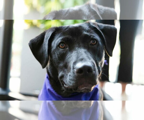 Medium Photo #1 Labrador Retriever-Unknown Mix Puppy For Sale in Overland Park, KS, USA