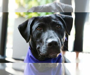 Labrador Retriever-Unknown Mix Dogs for adoption in Overland Park, KS, USA