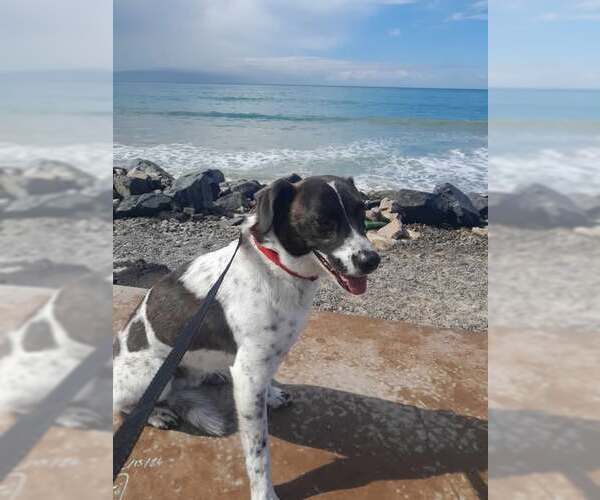 Medium Photo #1 Pointer-Unknown Mix Puppy For Sale in Riverside, CA, USA