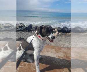 Pointer-Unknown Mix Dogs for adoption in Riverside, CA, USA