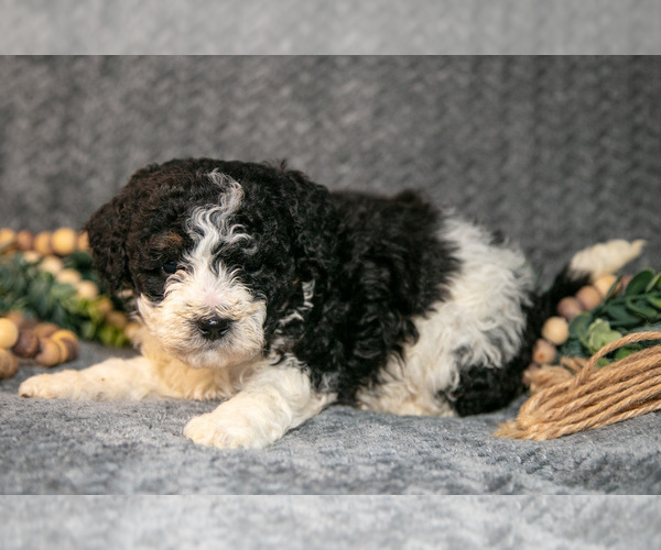 Medium Photo #7 Bernedoodle (Miniature) Puppy For Sale in NAPPANEE, IN, USA