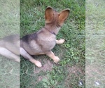Small Photo #4 German Shepherd Dog Puppy For Sale in BEAR CREEK, NC, USA