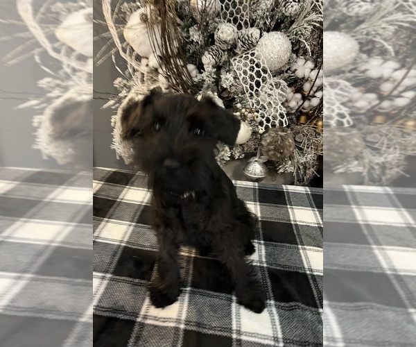 Medium Photo #11 Schnauzer (Miniature) Puppy For Sale in SOMERVILLE, AL, USA