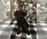 Small #9 Schnauzer (Miniature)
