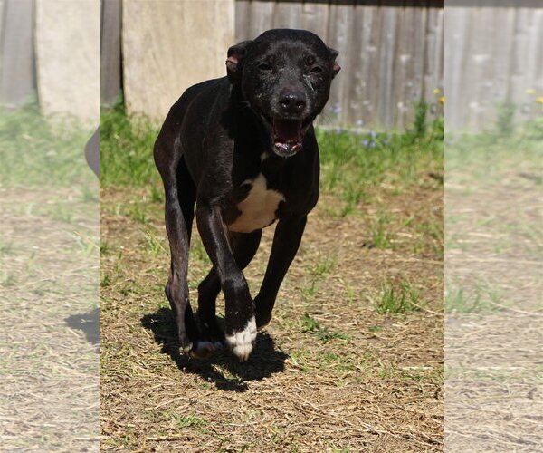 Medium Photo #2 American Bulldog Puppy For Sale in Jackson, MS, USA