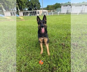 German Shepherd Dog Dogs for adoption in Fort Lauderdale, FL, USA