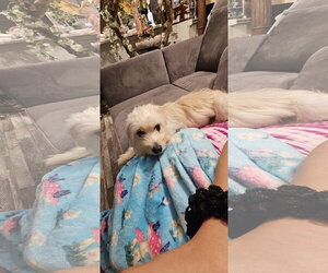 Luna - All she wants is a quiet home! - Female Cock-A-Tzu Dog for Adoption - Photo #2