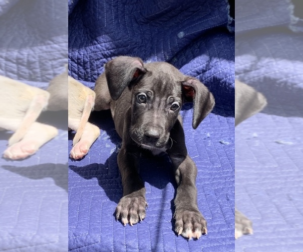 Medium Photo #1 Great Dane Puppy For Sale in SAN DIEGO, CA, USA