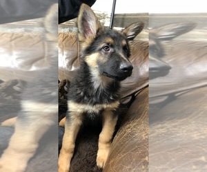 German Shepherd Dog Puppy for sale in FORT MORGAN, CO, USA