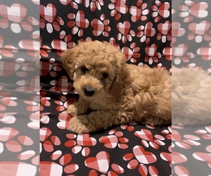 Poodle (Miniature) Puppy for sale in YORK, PA, USA